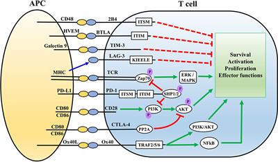 Immune Checkpoints: Novel Therapeutic Targets to Attenuate Sepsis-Induced Immunosuppression